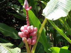 02_Hawaii_2 153.jpg (55942 bytes)